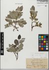 Foto von Salix glabra Scop.